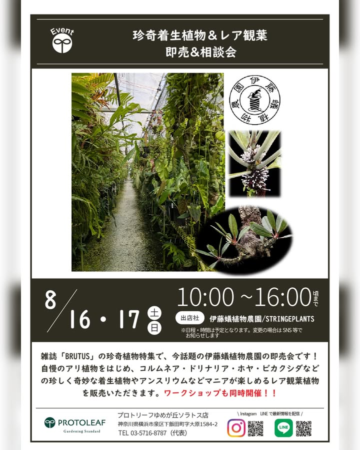 プロトリーフゆめが丘ソラトス店が伊藤蟻植物農園招聘による即売会・アリ植物着生ワークショップを8月16日開催発表、横浜市泉区で雑誌BRUTUS話題の珍奇植物専門イベントを実施