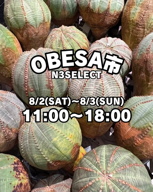 N3SELECTがOBESA市を8月2日開催発表、福岡県福岡市中央区で木質化オベサ・メロフォルミス錦の販売会を2日間実施