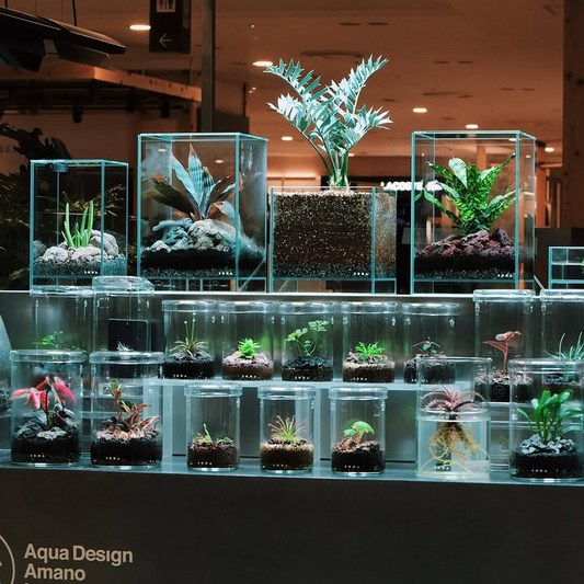 GREEN AGE阪急うめだ本店がSPECIAL EXHIBITS MONOCULTUREを開催発表、大阪府大阪市北区でADA LABの単植レイアウトをガラスケース・LEDライト組み合わせ展示