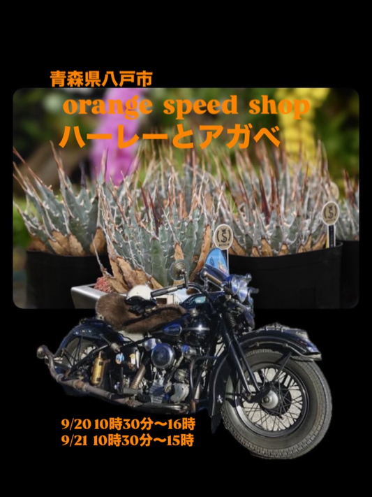 キングプランツがハーレーとアガベ多肉植物物販イベントを青森県八戸市で開催、ハーレーダビッドソン専門店で異色のコラボレーション実現