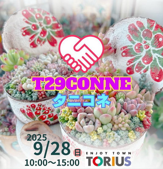 T29CONNEタニコネが福岡県久山町で開催、エイトベースがセダマー等の遊べる多肉植物をトリアス久山屋外で販売