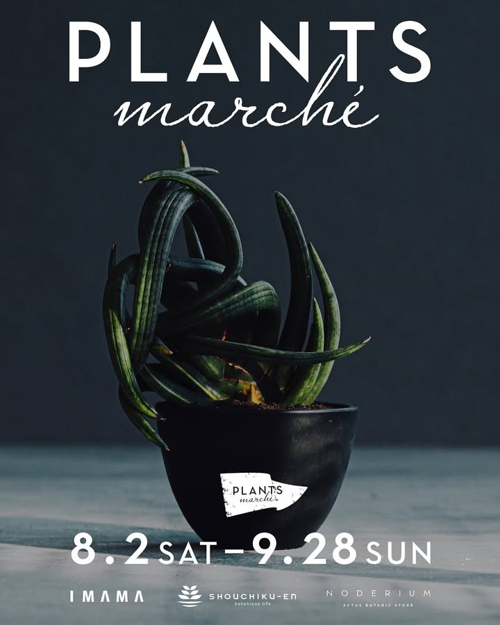 NODERIUM KYOTOがPLANTS MARCHEを京都で開催、松竹園バイヤーの世界各地セレクト植物とコウモリラン板付けワークショップ実施