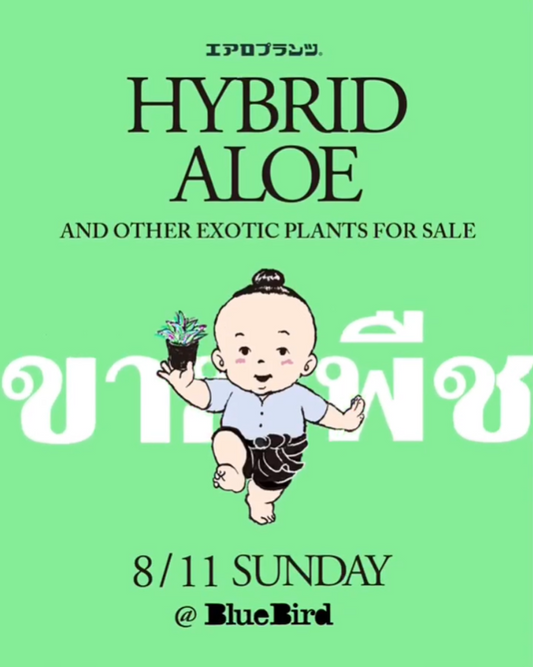 AERO PLANTSがBlue birdでハイブリッドアロエpop upイベント開催、三鷹で激旨カレー・ガパオライスとエキゾチック植物観賞の複合体験提供