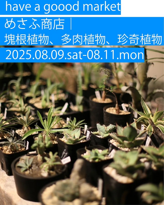 三茶ワークカンパニーが三茶マーケット2025を8月開催、塊根植物販売と海の家コンセプトで夏を演出