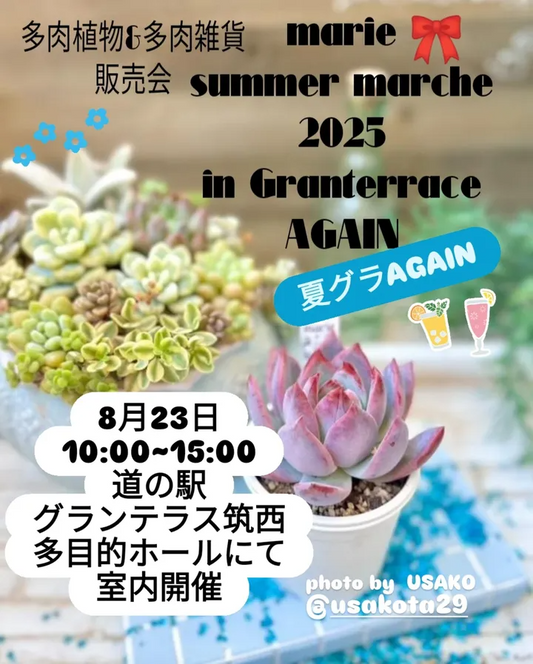 茨城県がmarie summer marche2025を8月23日開催、道の駅グランテラス筑西で多肉植物&多肉雑貨販売会を室内実施