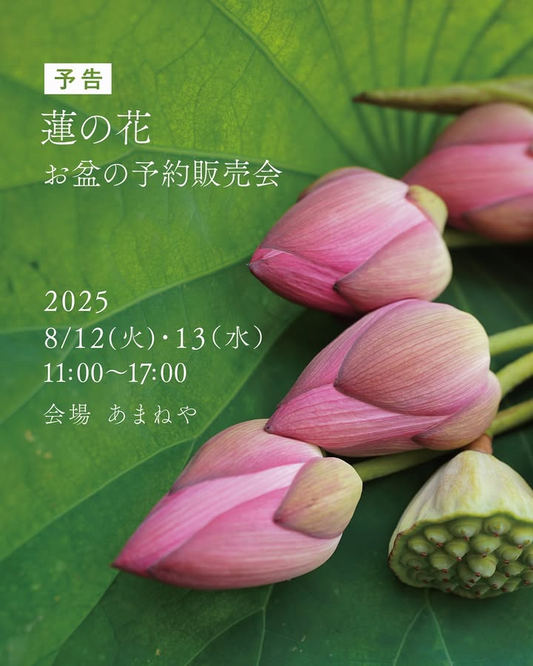 あまねやが蓮の花お盆予約販売会を8月12日開催、福岡県遠賀町で花器やクッキー缶も数量限定販売