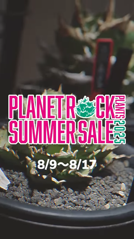 PLANET ROCK PLANTSが2025 SUMMER SALEを8月9日開催、AGAVEを60%OFFで9日間連続販売しオンライン対応も実施