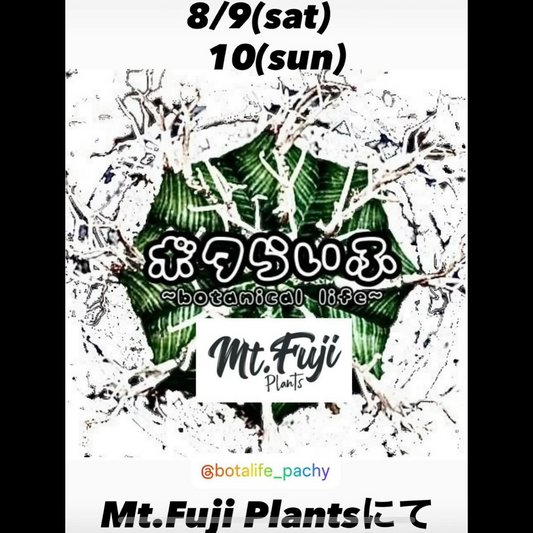 ボタらいふがMt.Fuji Plants店舗でPOPUP出店を8月9日開催、コーデックスやユーフォルビア中心に特価コーナーとアガベくじを実施