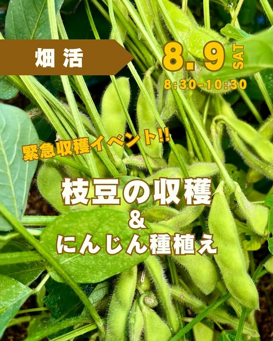 8月畑活収穫イベントが8月9日に横浜で開催決定、枝豆収穫とニンジン種植えで農業体験を限定15組で実施