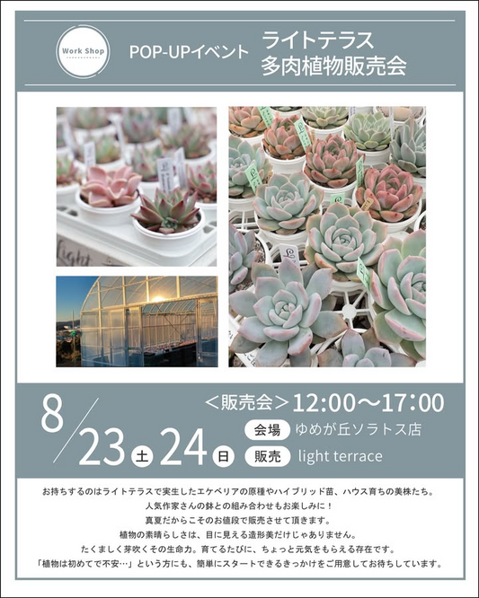 プロトリーフがライトテラス多肉植物POP-UP販売会を8月23日横浜開催、エケベリア原種・交配種・美苗の即売会を実施