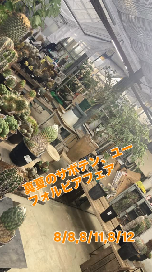 高島屋植物園がサボテンユーフォルビアフェアを8月8日大阪豊中開催、現品もの・逸品ものからお買い得商品まで3日間限定で仕入れ販売実施