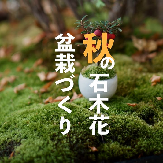 石木花とTENDODAYSが盆栽づくりツアー秋編を9月13日山形天童開催、最上川美術館での体験と非公開ハウス見学を6名限定で実施