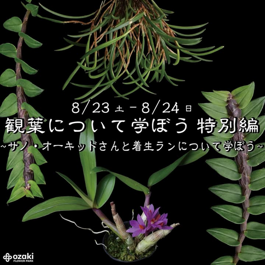 オザキフラワーパークが着生ラン講座を開催、サノ・オーキッドと学ぶ観葉植物の魅力