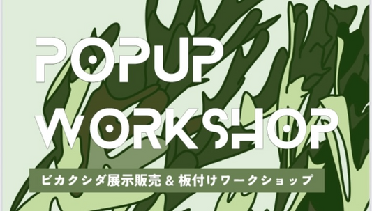 精文館書店新豊田店が第3回ビカクシダ展示販売&板付けワークショップ2025を開催、ワイルド株中心の展示販売と全5回の板付け体験
