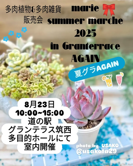 marie summer marche AGAIN 2025を道の駅グランテラス筑西で開催、エケベリア実生苗とハンドメイド雑貨の販売