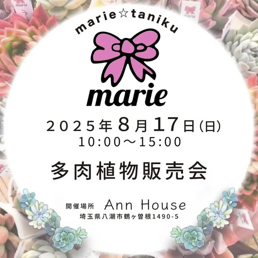Ann Houseで多肉植物販売会を8月17日に開催、室内の秘密の小部屋でリメカンとモルタル作品も販売
