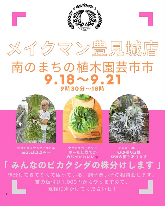 メイクマン豊見城店が南のまちの植木園芸市2025を開催、ビカクシダの森による株分け・相談会と希少品種販売
