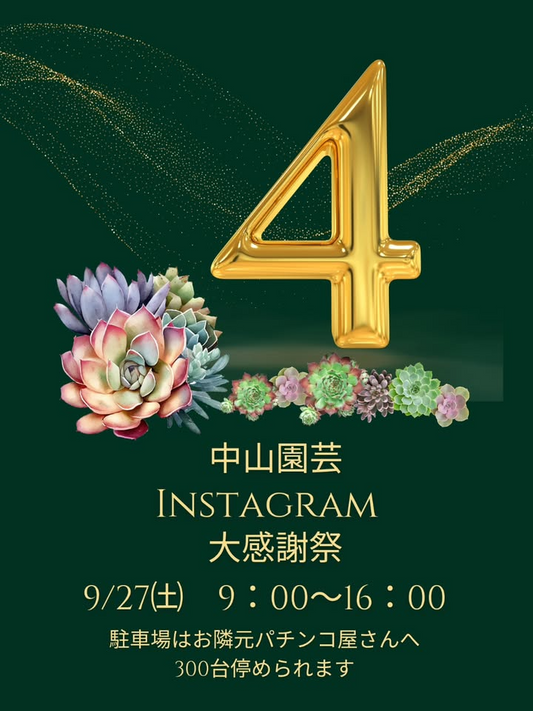 中山園芸がInstagram4周年大感謝祭を開催、茨城県那珂市で多肉植物とアガベ1,000種類を販売