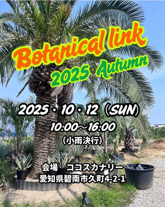 Botanical link 2025 Autumn秋が愛知県碧南市で開催、ココスカナリーでアガベの格安販売とレア株の展示販売