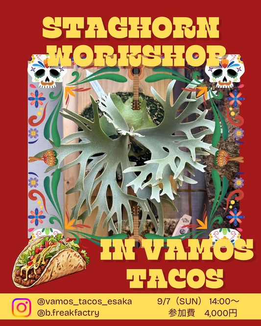 VAMOS TACOS EsakaがSTACHORN WORKSHOP IN VAMOS TACOS 2025を9月7日開催、ビカクシダの板付け体験イベントで手ぶら参加可能