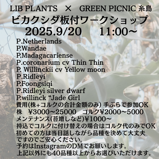 LIBPLANTSがGREEN PICNIC 糸島とビカクシダ板付ワークショップ2025を9月20日開催、40品種以上からコルク付け体験可能でマンツーマン指導実施