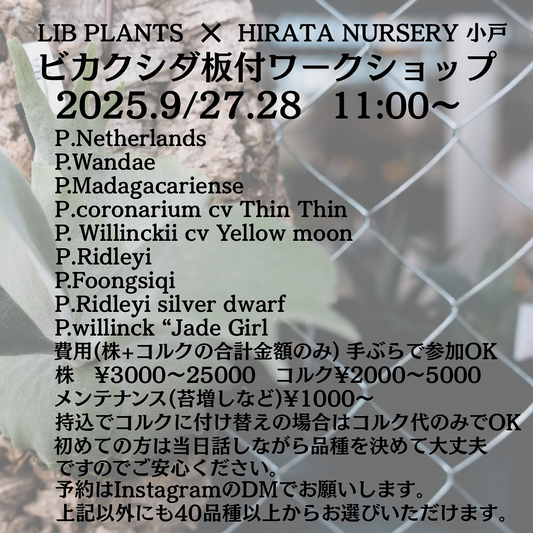 LIBPLANTSがHIRATA NURSERY ODOとビカクシダ板付ワークショップ2025を9月27日・28日開催、40品種以上からコルク付け体験可能でマンツーマン指導実施
