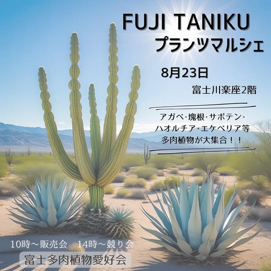 富士多肉植物愛好会がFUJI TANIKUプランツマルシェ2025を8月23日開催、アガベ・塊根・サボテン・ハオルチア・エケベリアの展示販売と競りを実施