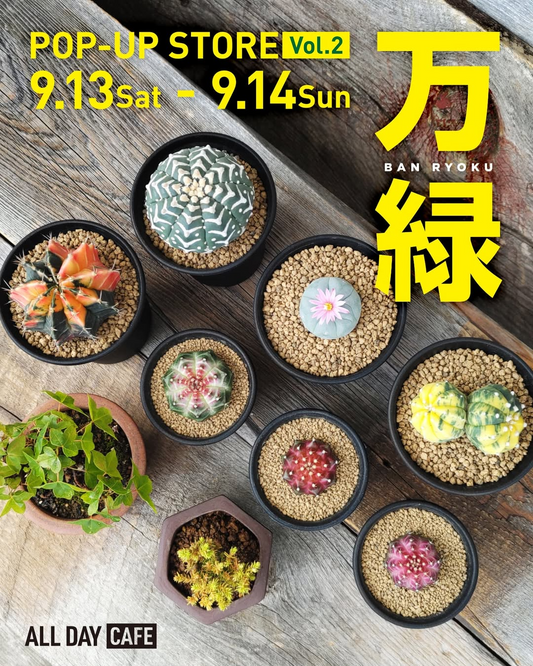 万緑がPOP-UP STORE VOL.2 2025を9月13日・14日開催、タイのギムノカリキウムや兜・国内実生のサボテンやユーフォルビア販売で3000円以上購入特典付き