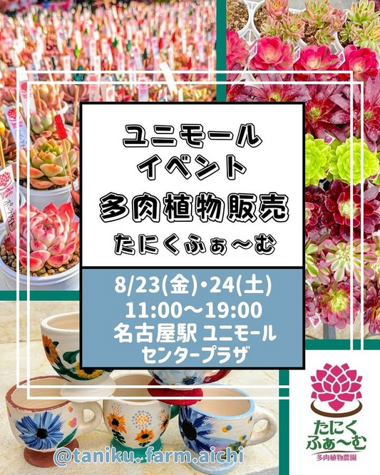 たにくふぁ~むがユニモールで単独販売会2025を8月23日・24日開催、エケベリア・アエオニウム販売とコーヒーカップ鉢絵付体験ワークショップ実施
