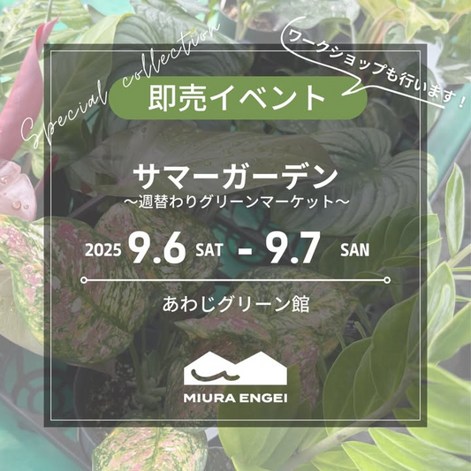 三浦園芸がサマーガーデン週替わりグリーンマーケット2025を9月6日・7日開催、ハイドロカルチャー植物・アロイド・レア観葉植物の展示販売とカラーサンド植え込み体験ワークショップ実施