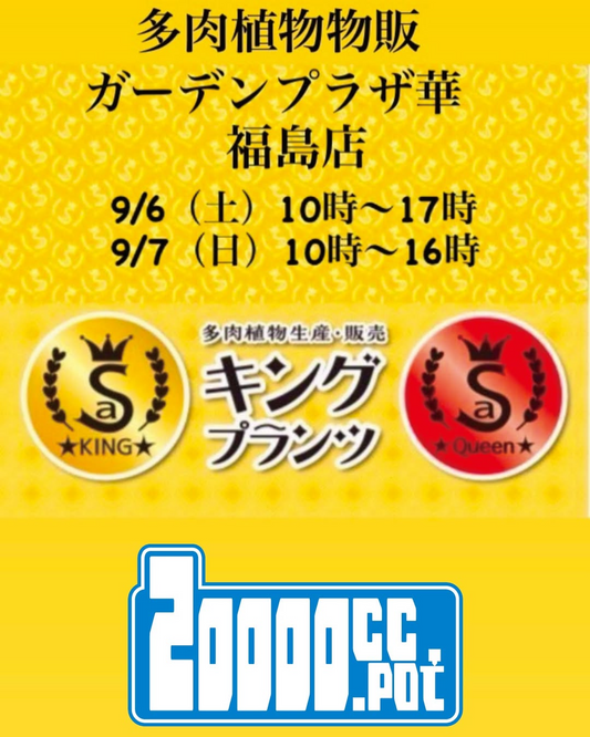 キングプランツがガーデンプラザ華福島店で多肉植物物販2025を9月6日・7日開催、アガベ・ユーフォルビア・エケベリア・3Dプリンター鉢・塊根・ビカクシダ・ブロメリア販売