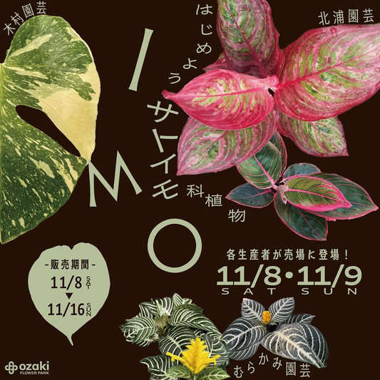 オザキフラワーパークがIMO はじめようサトイモ科植物2025を11月8日〜16日開催、アロイド植物販売と第10回観葉について学ぼうワークショップ実施