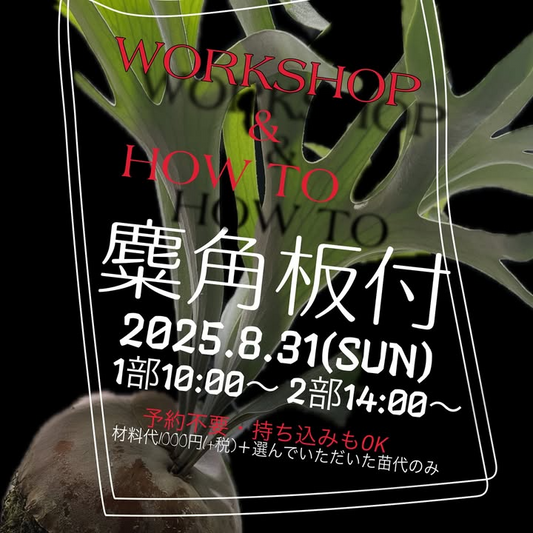 ゆくはし植物園が麋角板付 WORKSHOP & HOW TO 2025を8月31日開催、ビカクシダの板付workshop開催とコウモリランメンテナンスサービス実施