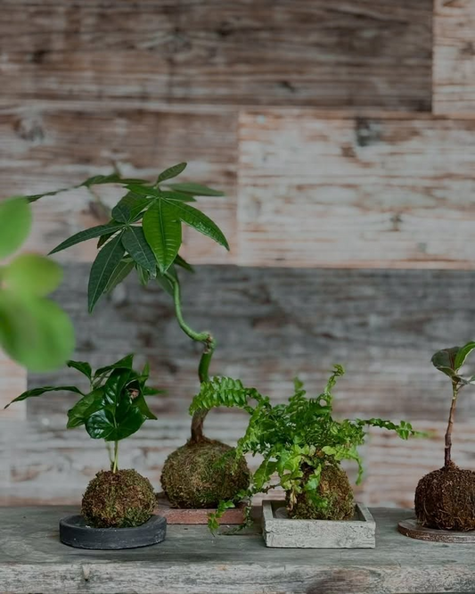 farm enn.が苔玉work shop出張ver.を実施、カフェ・美容室への出張ワークショップとドライフラワー・フレッシュユーカリでの苔玉制作サービス提供