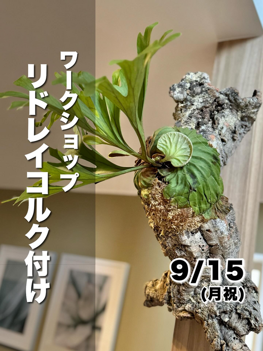 BIKAKUSHOP Botanical Cafe & Barがリドレイコルク付けワークショップ2025を開催、パイプコルク仕立て技術を専門家が指導