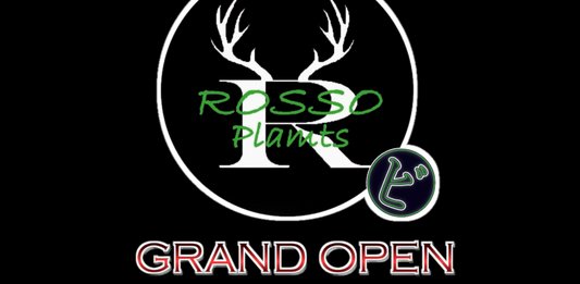 丸ビ会 in 東北2025がROSSO PLANTSで開催、フルキ氏らビカクシダ専門家が集結し販売と相談会を実施