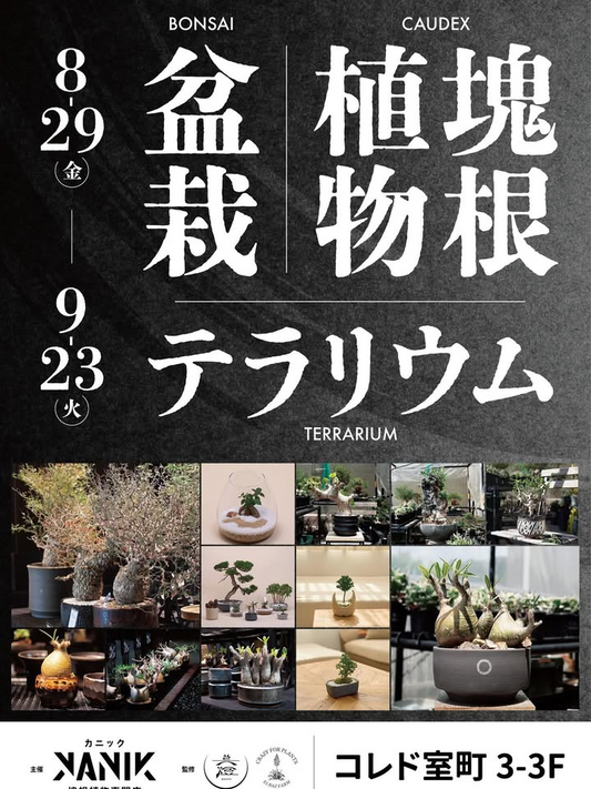 盆栽・塊根・テラリウムのポップアップが日本橋コレド室町3で8月29日から開催、@elbazfarmと@bito__official__が共同出展