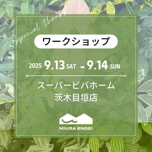 三浦園芸がビバホーム茨木目垣店でハイドロカルチャー植え込みワークショップを開催、1鉢550円から参加可能