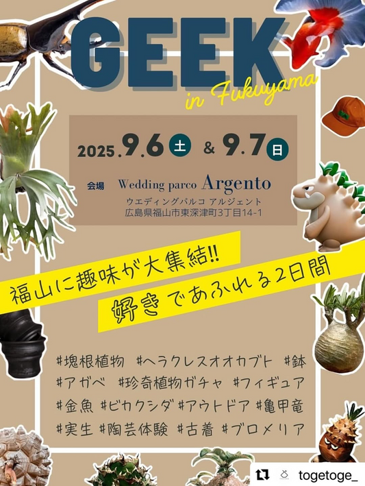 GEEK 2025が広島県福山市で9月6日・7日開催、塊根植物・ビカクシダ・アガベなど20店以上が出展で限定フィギュア特典