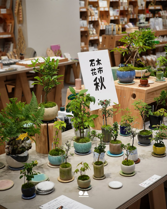 秋の石木花市2025が東北スタンダードマーケットで開催、sekibokkaによる植物と盆栽文化の展示販売イベント