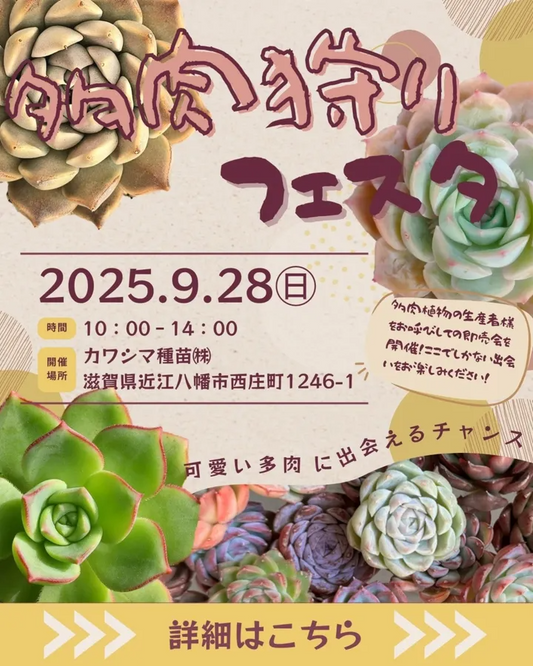 多肉狩りフェスタ2025が即売会を開催、エケベリア中心の多肉が滋賀のカワシマ種苗に集結し愛好家の関心を集める