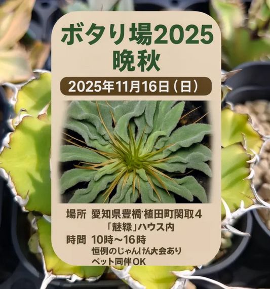 ボタり場2025晩秋が魅緑ハウスで開催、入場無料と雨天決行で地域の植欲体験が広がる