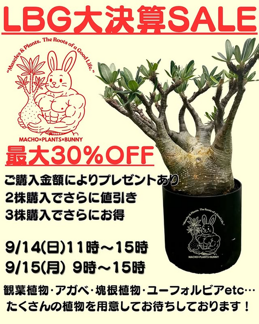 主催がLBG大決済SALEを開催、パーソナルトレーニングジムLifebodyで観葉植物や塊根植物が2日間限定で大幅値引き