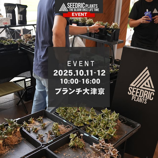セドリックプランツがブランチ手作りマルシェ2025に出店、Agave oteroi実生を各日10時から販売