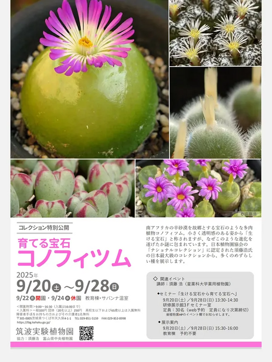 国立科学博物館筑波実験植物園がコレクション特別公開を開催、育てる宝石・コノフィツム2025が研究と鑑賞の両面で注目を集める