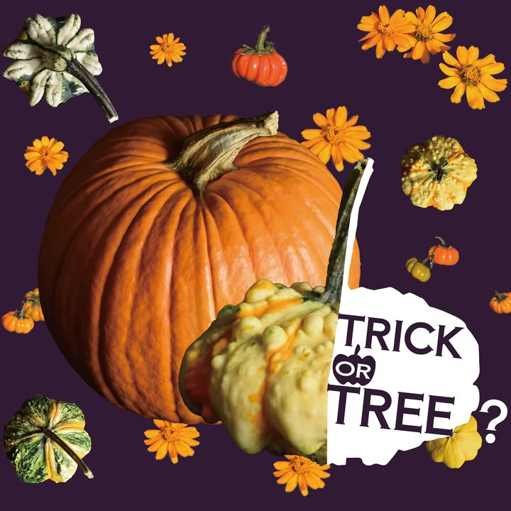 オザキフラワーパークがTRICK or TREE 2025を10月5日まで開催、Halloweenテイストの秋の寄せ植えとワークショップを実施