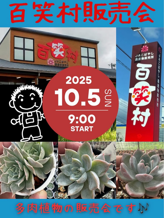 百笑村販売会が多肉植物の実生苗と交配苗を屋根付き外で販売、小林市のJAこばやし百笑村で地域の買い物体験に