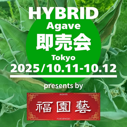 福園藝がHybridAgave即売会を開催、PLANTSGARAGEで実生と選抜仔株の販売が愛好家の関心を集める