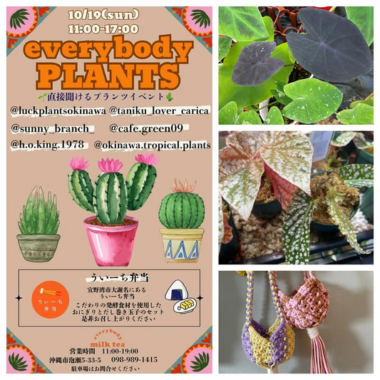 everybody plantsをeverybodymilktea okinawaで開催、直接聞ける出店が集まり沖縄の植物ファンの関心を集める