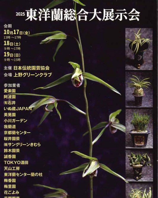 日本伝統園芸協会が2025東洋蘭総合大展示会を開催、上野グリーンクラブで展示と即売が愛好家の関心を集める